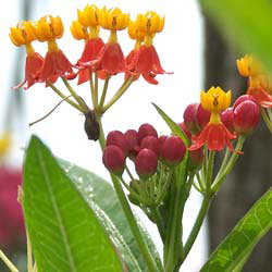 Milkweed-Carassivica